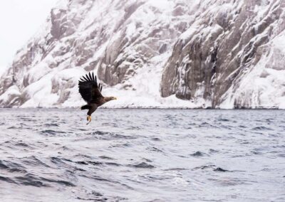 zeearend met vis in klauwen lofoten noorwegen