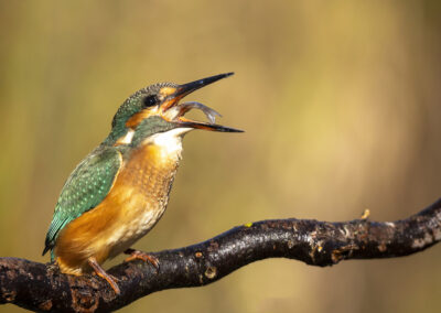 ijsvogel met visje