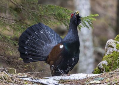 auerhoen in het bos