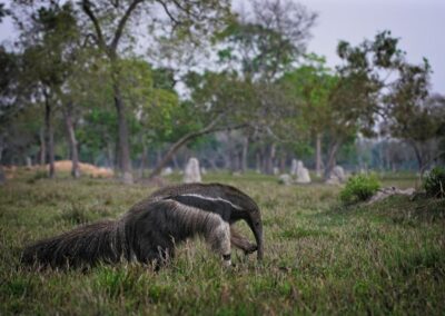 Reuzenmiereneter pantanal brazilië