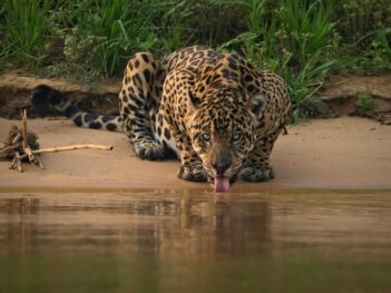 Fotografiereis wildlife in Pantanal Brazilië