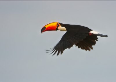 reuzentoekan Toco Toucan brazilië pantanal