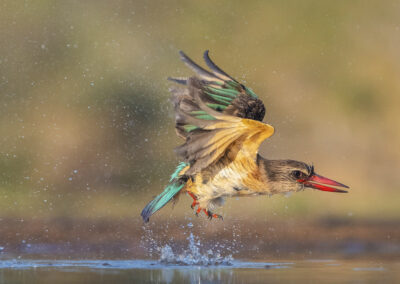 Bruinkapijsvogel zimanga