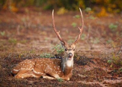 Chital, Axis axis, ook bekend als gevlekte herten of axis herten. Close-up van een dominante mannetje met grote geweien, liggend op de ochtend savanne, recht in de camera kijkend.