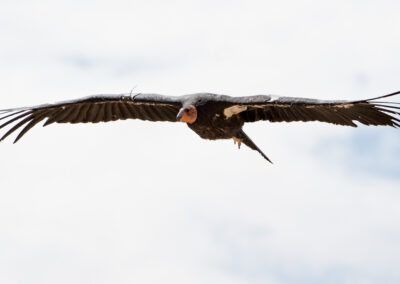 Condor in vlucht