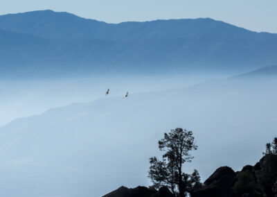 Condors in californisch landschap