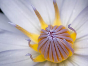 Workshop (creatieve) macrofotografie in de Botanische Tuinen