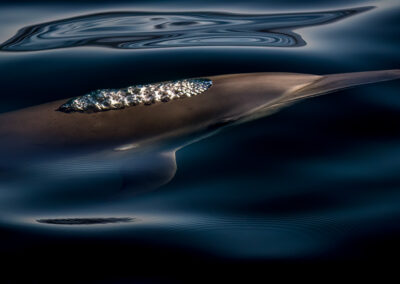 Dolfijn onder de oppervlak