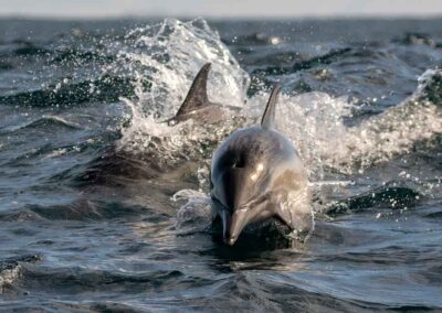 Dolfijnen springend uit een golf