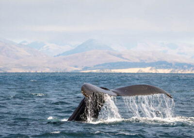 Duikende bultrug aan de Californische kust