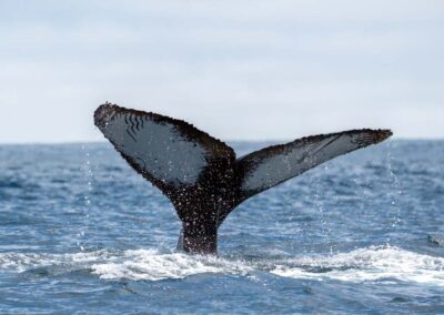 Duikende bultrug walvis