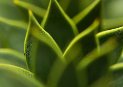 Een detail van een plant
