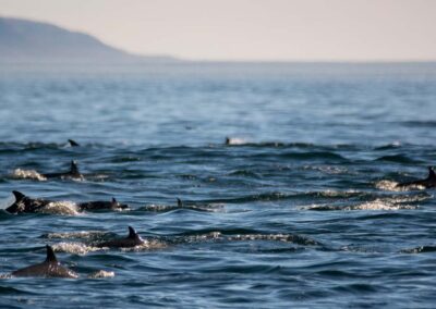 Gewone dolfijnen groep
