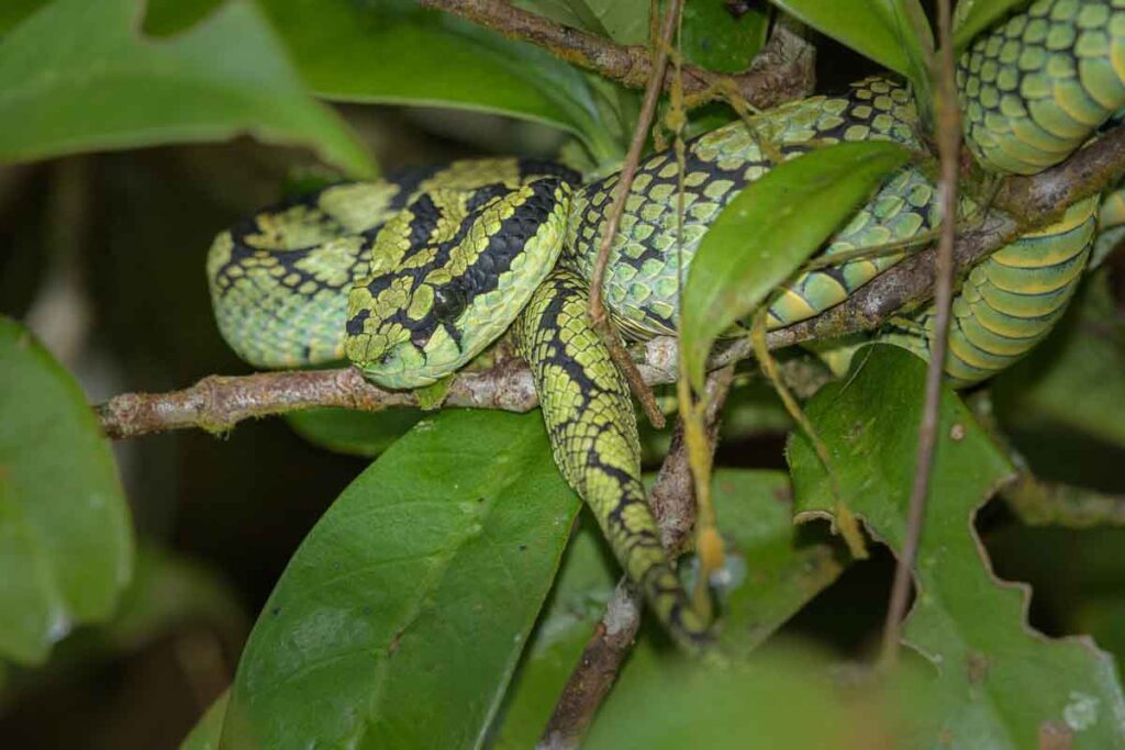Sri Lankan pit viper (Trimeresurus trigonocephalus)