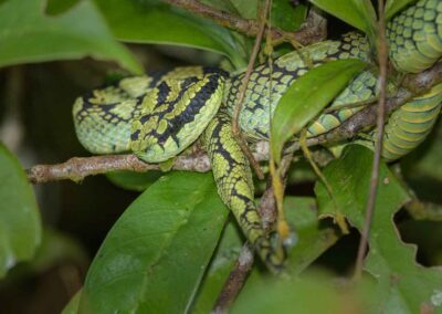 Sri Lankan pit viper (Trimeresurus trigonocephalus)