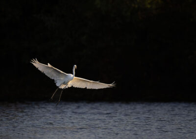 Grote zilverreiger