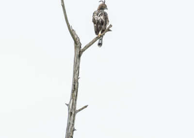 Indische Kuifarend tijdens fotoreis Sri Lanka