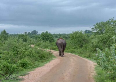 Indische Olifant in Sri Lanka