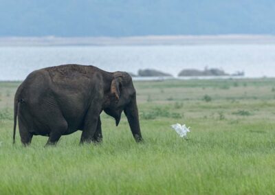 Indische olifant