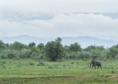 Indische olifant in het landschap van Sri Lanka