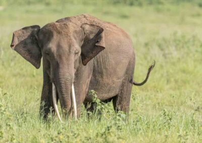 Indische olifant tijdens fotoreis Sri Lanka