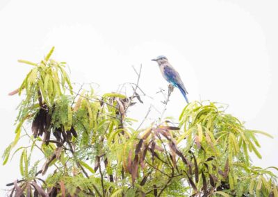 Indische scharrelaar op een boom