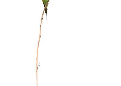 Kleine groene bijeneters