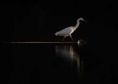 Kleine zilverreiger op het water