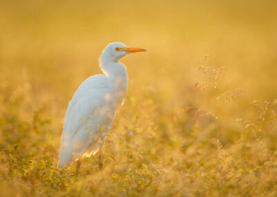 Koereiger in Sri Lanka met prachtig warm licht