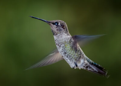 Kolibrie in vlucht met groene achtergrond