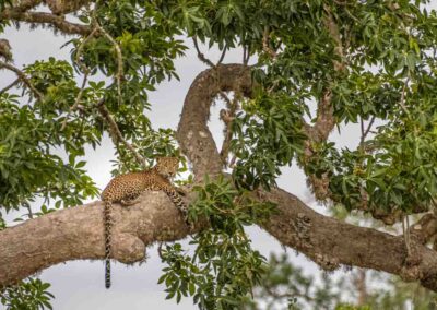 Sri Lankan leopard (Panthera pardus kotiya)