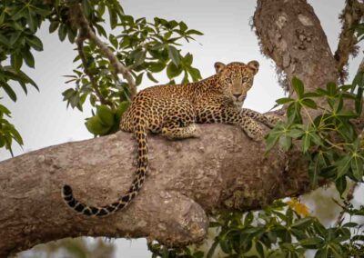 Sri Lankan leopard (Panthera pardus kotiya)