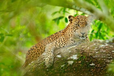 Luipaard in groene vegetatie, liggend op de boom in zijn natuurlijke habitat, Yala nationaal park, Sri Lanka.