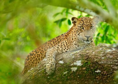 Luipaard in groene vegetatie, liggend op de boom in zijn natuurlijke habitat, Yala nationaal park, Sri Lanka.