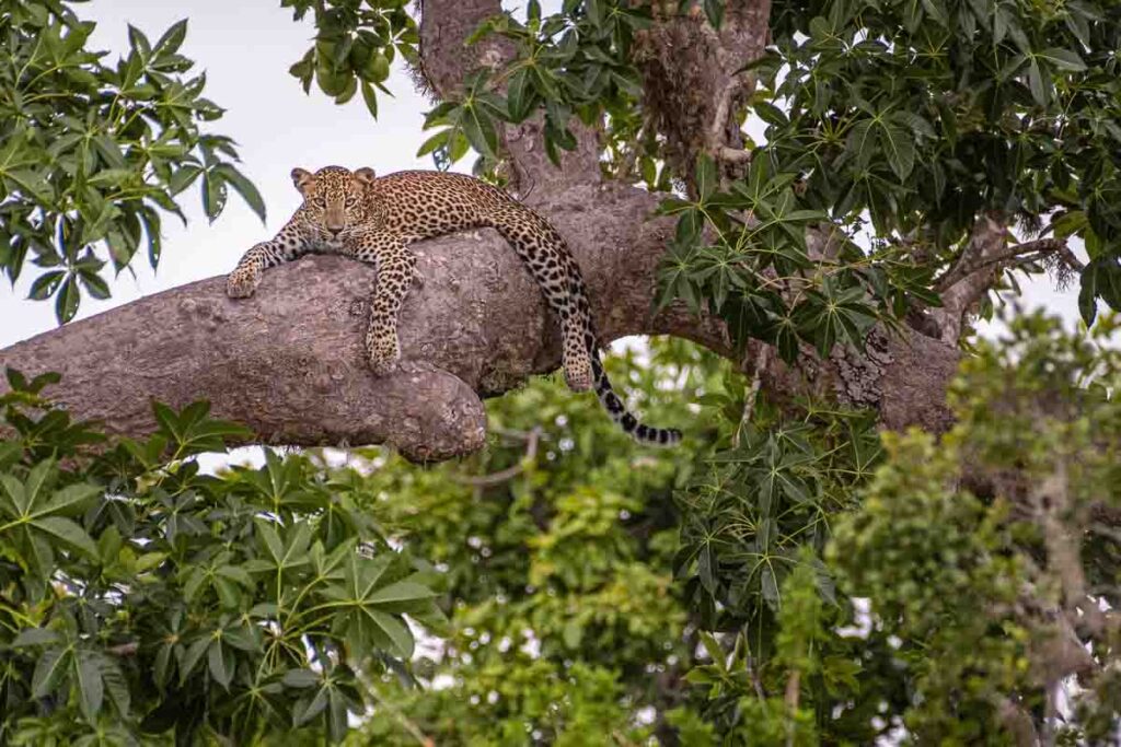 Sri Lankan leopard (Panthera pardus kotiya)