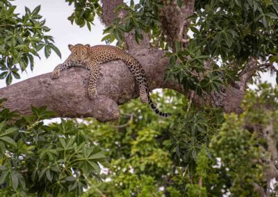 Sri Lankan leopard (Panthera pardus kotiya)