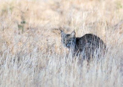 Lynx in het hoge gras