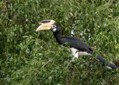 Malabarneushoornvogel in een boom