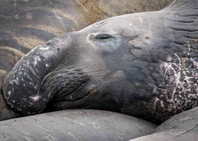 Man zeeolifant rustend in kolonie