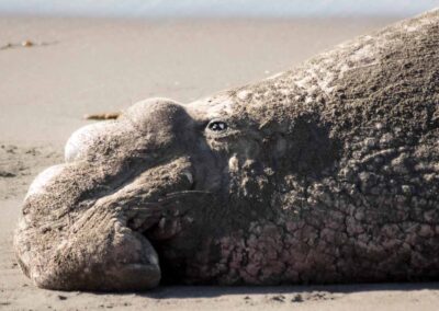 Man zeeolifant rustend op strand
