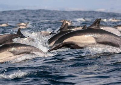 Megapod dolfijnen in de oceaa bij Californië