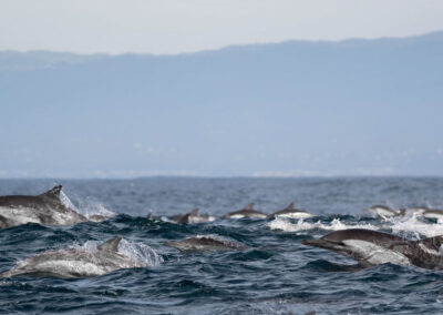 Megapod van dolfijnen aan de californische kust