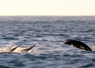 Noordelijke gladde dolfijn springend