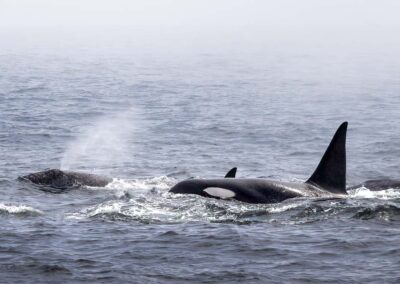 Orka's jagend op grijze walvis