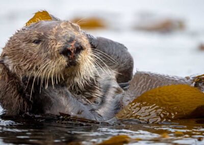 Otter in kelp rustend