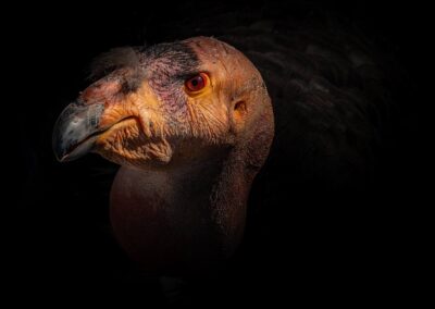 Portret van een Californische condor