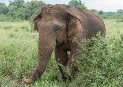 Portret van een Indische Olifant