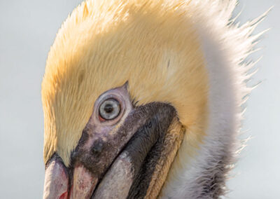 Portret van een bruine pelikaan