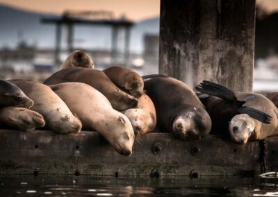 Rustende zeeleeuwen op een pier