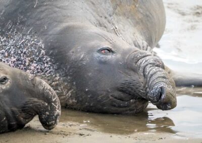 Rustende zeeolifanten in de branding